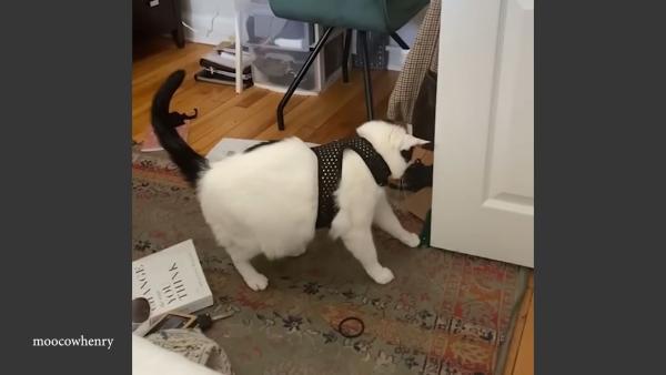 Hilarious Cats Being Unhinged 😂 Funniest CATS Video 2026