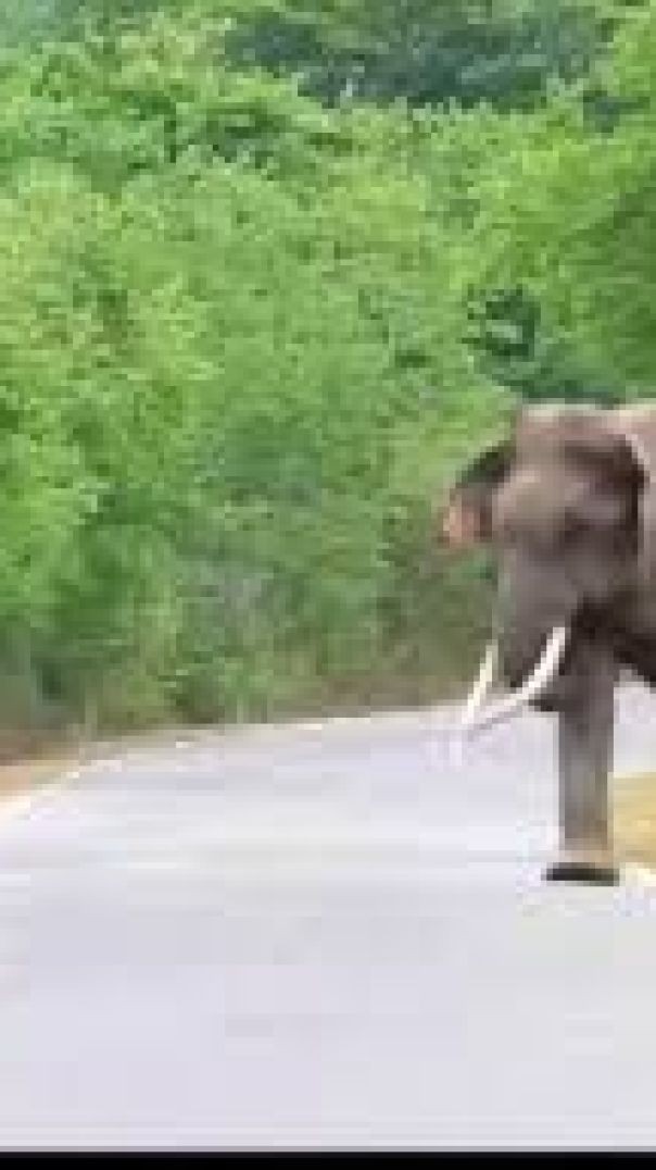 Two men got charged by elephant after trying to take photos of